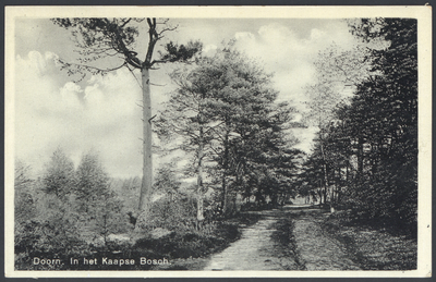 17800 Gezicht in het Kaapse Bos bij Doorn.